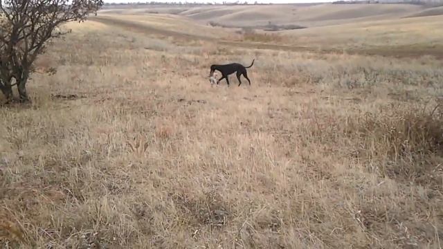 Грей в одного ловит и носит, зовут Аякс смотреть онлайн