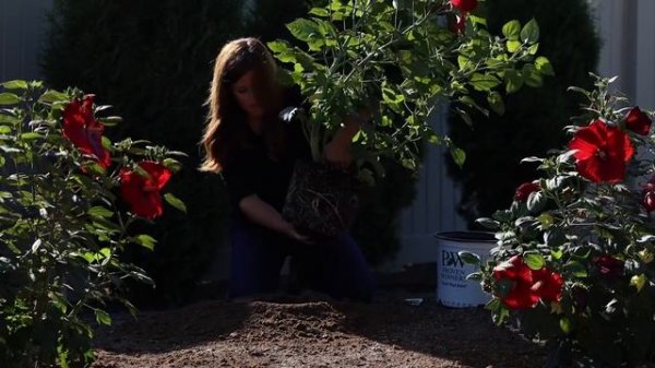 Planting Some Hibiscus for a Friend! ?// Garden Answer