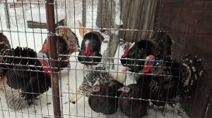 Индюки домашние. Сезон 2022