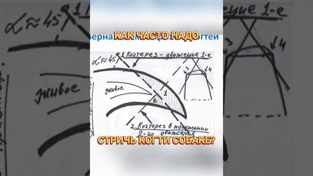 ??? Как часто надо стричь когти собаке? смотреть онлайн