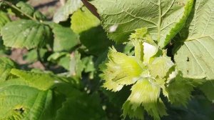 Фундук .Чем обрабатывать от мучнистой росы ?