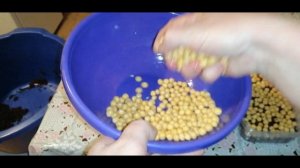 ?????КАК ВЫРАСТИТЬ МИКРОЗЕЛЕНЬ ГОРОХА