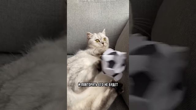 Как правильно наказать кошку #кот #shorts смотреть онлайн