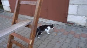 ЧЕЛЛЕНДЖ ДЛЯ КОТОВ - ЗАБЕРИСЬ по ЛЕСТНИЦЕ ЧТОБЫ ВЫЖИТЬ !