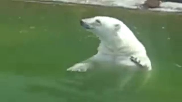 Белый медведь в московсом зоопарке (The Polar bear in the Moscow zoo) смотреть онлайн