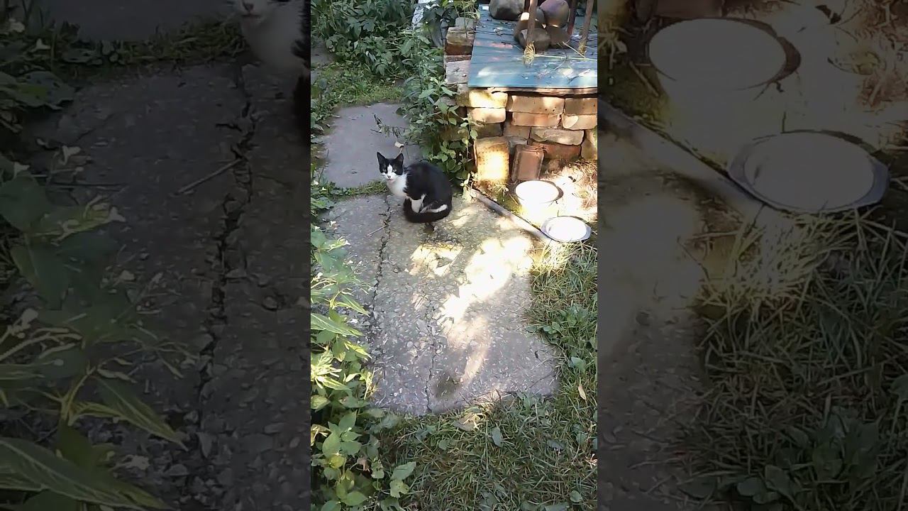 Василиса пришла поесть.#cat #кошка смотреть онлайн