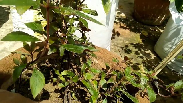 Achimenes ek rare aur aisa plant jo bahut sunder flowers deta hai #achimenes смотреть онлайн