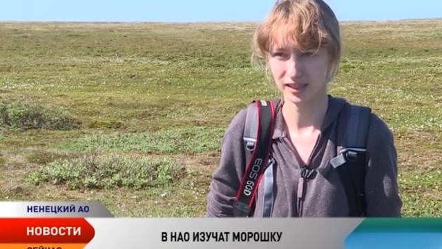 В Ненецком округе занимаются изучением морошки смотреть онлайн
