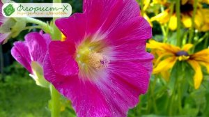 ? Посадка мальвы в открытый грунт: как и когда сажать мальву