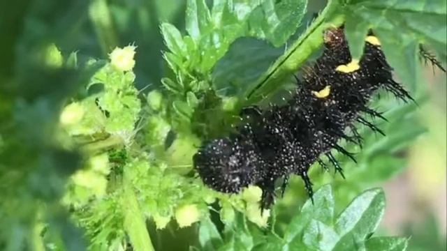 Гусеница бабочки адмирал. смотреть онлайн