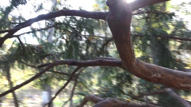 Georgia, Tbilisi, november 2017 (original sound) смотреть онлайн