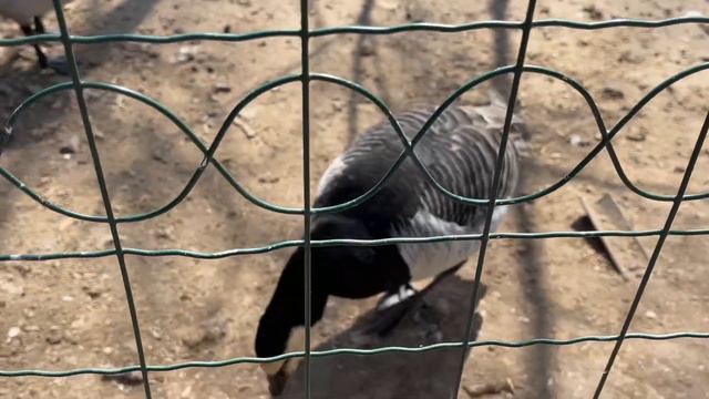 ЗООПАРК КИШИНЕВ ANDY’S PIZZA смотреть онлайн