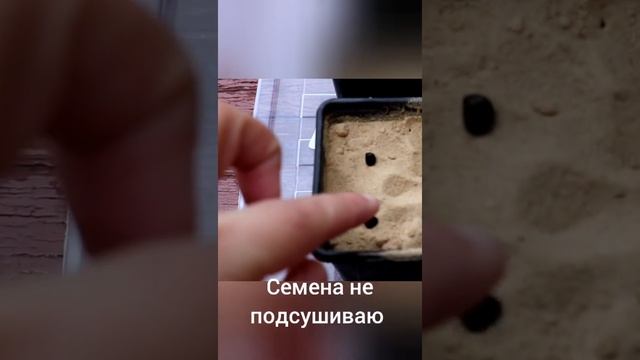 Посадка семян лилейника?. Planting daylily seeds.