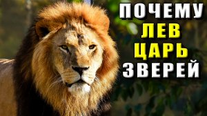 Почему лев царь зверей