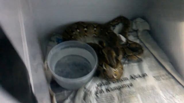 Python Reticulatus eating DOQ смотреть онлайн