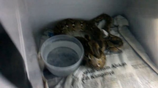 Python Reticulatus eating DOQ
