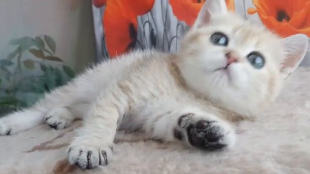 ??Золотистая шиншилла,британская девочка. Продажа ?? смотреть онлайн