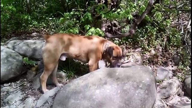 О южноафриканском бурбуле. Из личного опыта.отзыв о собаке порода бурбуль