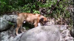 О южноафриканском бурбуле. Из личного опыта.отзыв о собаке порода бурбуль