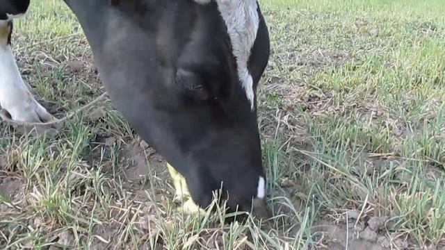 Как корова ест тыкву смотреть онлайн