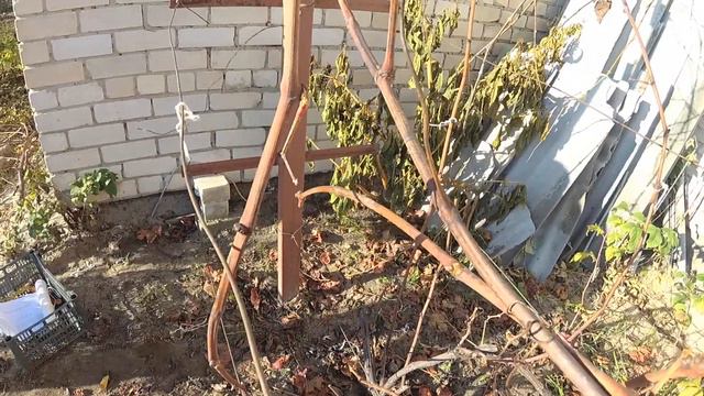 Обрезка виноград сорта Июльский смотреть онлайн