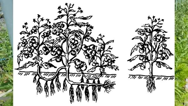 Методики выращивания помидоров смотреть онлайн