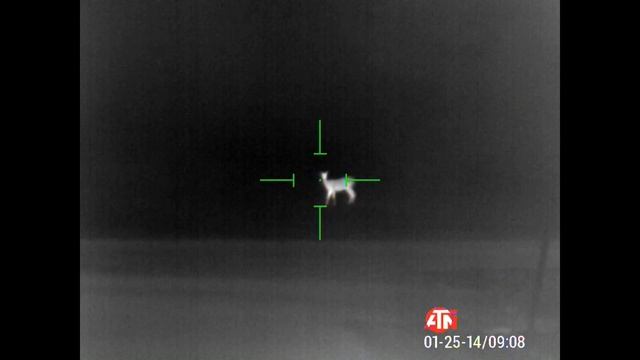 ATN Thor 4 Thermal Night Scope 2-8X Deer At 100 Yard смотреть онлайн