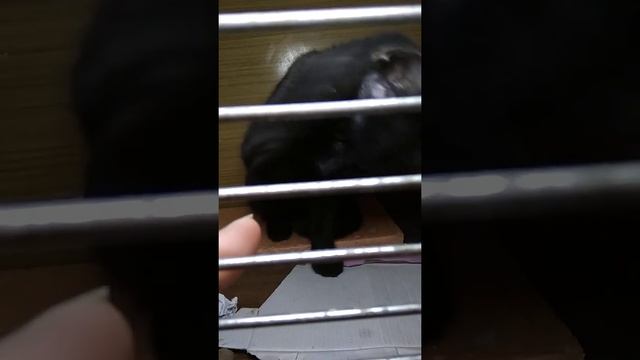 #котенок Фасолька, та еще коткетка, строит глазки. Она ищет дом. Приют Петербург смотреть онлайн