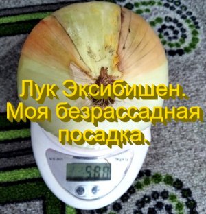 Лук Эксибишен. Моя безрассадная посадка.