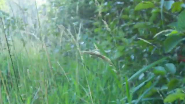 Nancy Today: Exploring the overgrown island ASMR 'Sounds of Nature' смотреть онлайн