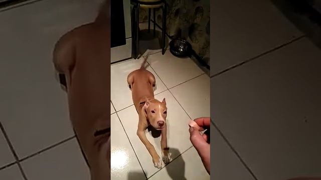 Любимый питбуль!!! смотреть онлайн