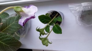 Глоксинии!!!Укоренение цветоноса!