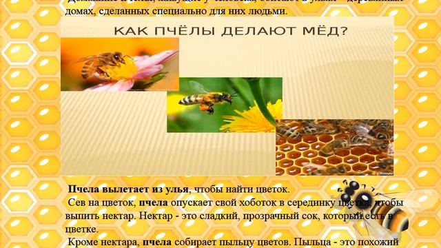ВИДЕО ПРЕЗЕНТАЦИЯ ПЧЁЛЫ смотреть онлайн