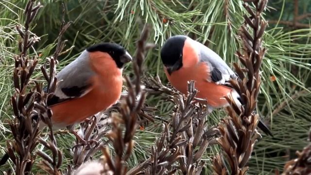 #прямой _ эфир релакс Удивительные птицы мира Снегирь смотреть онлайн