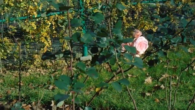 Цветущий Сочи в декабре! (2019 г.) смотреть онлайн