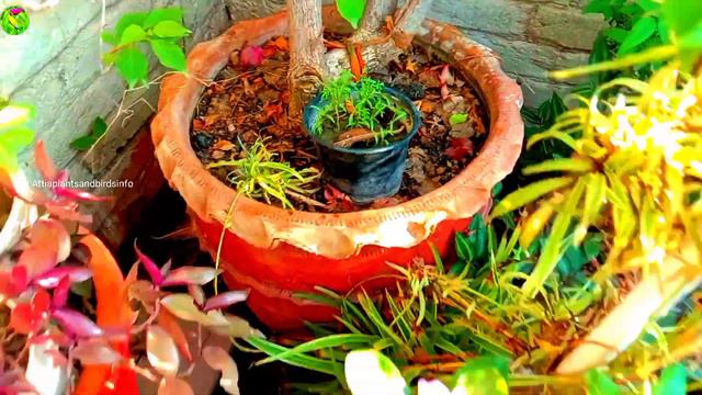 Winter Flower Seeds Cleaning, Sowing and Result.What should be used soil & Pot size all information смотреть онлайн