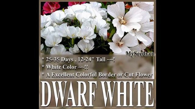 CLARKIA GODETIA DWARF WHITE - Clarkia amoena FLOWER SEEDS on www.MySeeds.Co смотреть онлайн