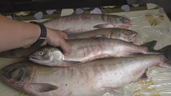 Как отличить самку от самца лососей,Горбуша,кета,сёмга, Рецепты из рыбы от fisherman dv. 27 rus