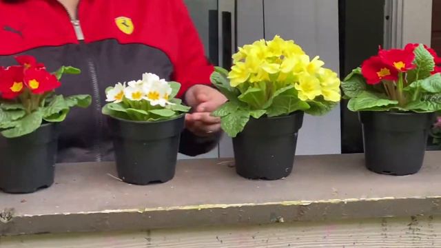 America lo How to Makeover Balcony | Telugu Vlogs | Munni to Mummy | Family Videos | смотреть онлайн