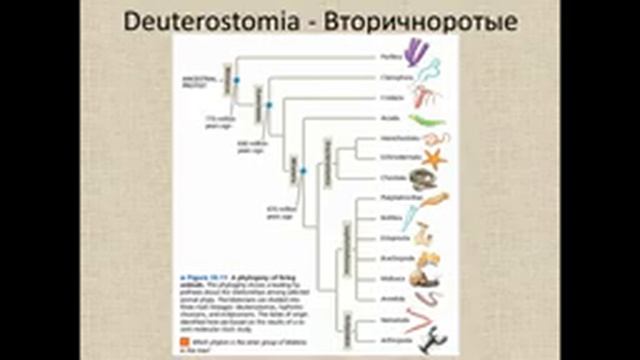 Зоология беспозвоночных 17 Иглокожие