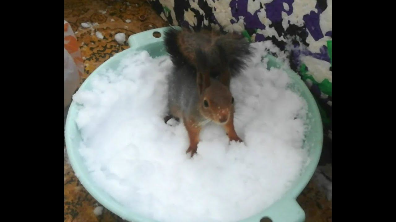 Будни домашней БЕЛКИ. Кушает ТЫКВУ, моется в снегу. смотреть онлайн