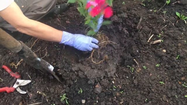 Правильная пересадка флоксов!