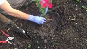 Правильная пересадка флоксов!