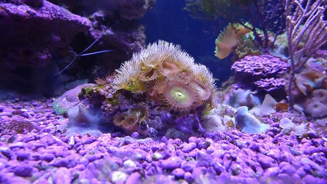 актиния в океанариуме рио