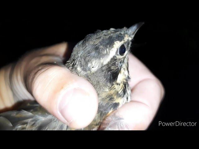 Ловля певчих птиц 22.08.2021 год смотреть онлайн