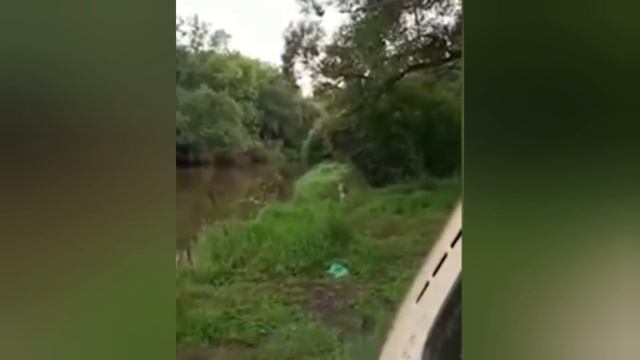 Тигр вышел к рыбакам на Дальнем Востоке. 10 медведей на 5 патронов- особенности рыбалки на Сахалине смотреть онлайн