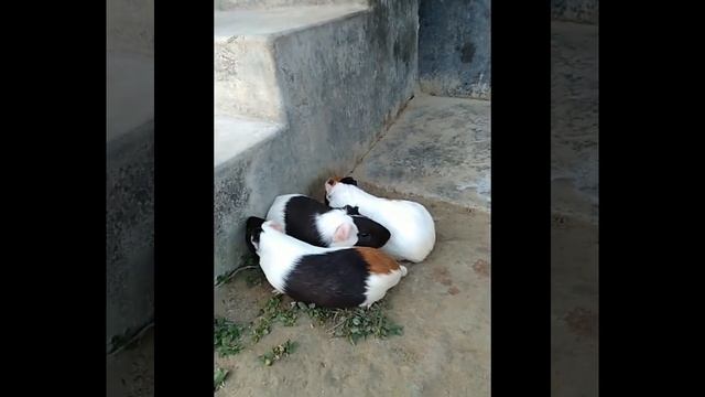 playing rats are very cute#RK media смотреть онлайн