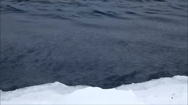 При понижении температуры полынью быстро затягивает льдом смотреть онлайн