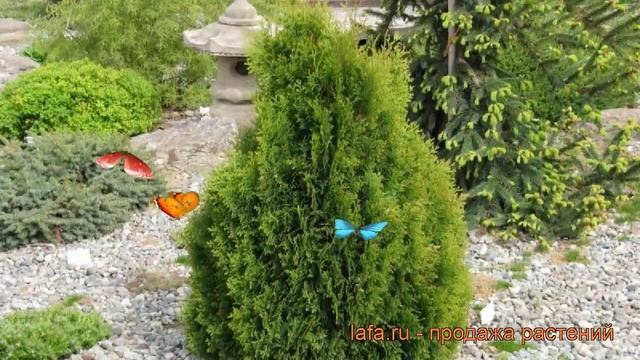 Туя западная Мики (thuja occidentalis miky miky) ? туя Мики обзор: как сажать саженцы туи Мики смотреть онлайн