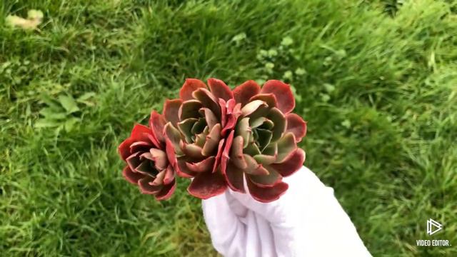 Echeveria Longissima